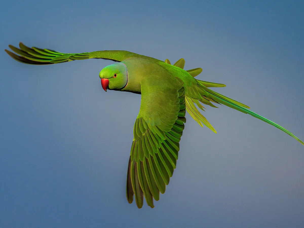 Can A Parakeet Survive In The Wild?