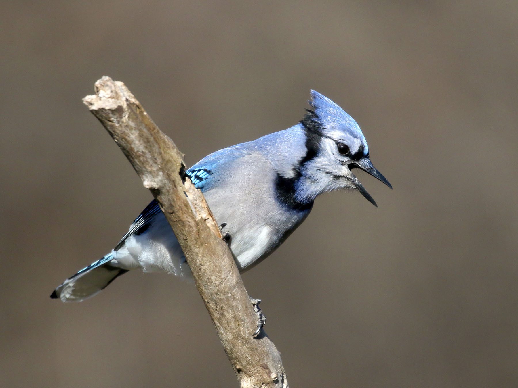 Chia Seeds and Birds: A Superfood for Your Feathered Friends?