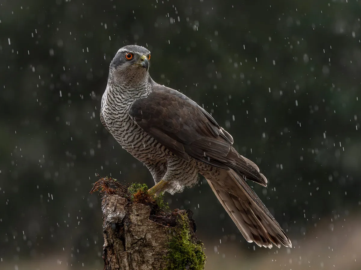 Can Birds Fly In The Rain? (All You Need To Know)