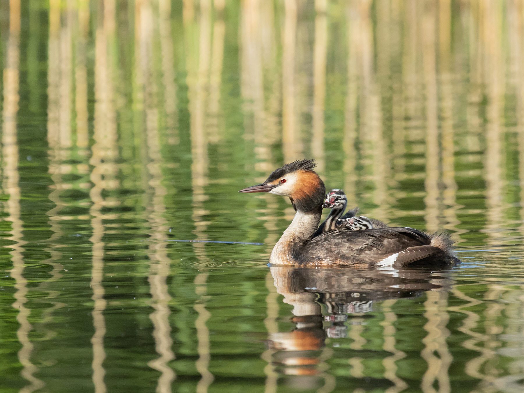 Can Birds Pick Up Their Babies? (Everything Explained)