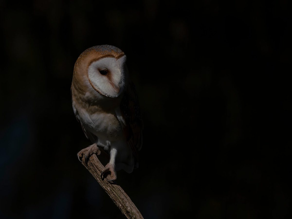 Can Birds See In The Dark - Birds Flock