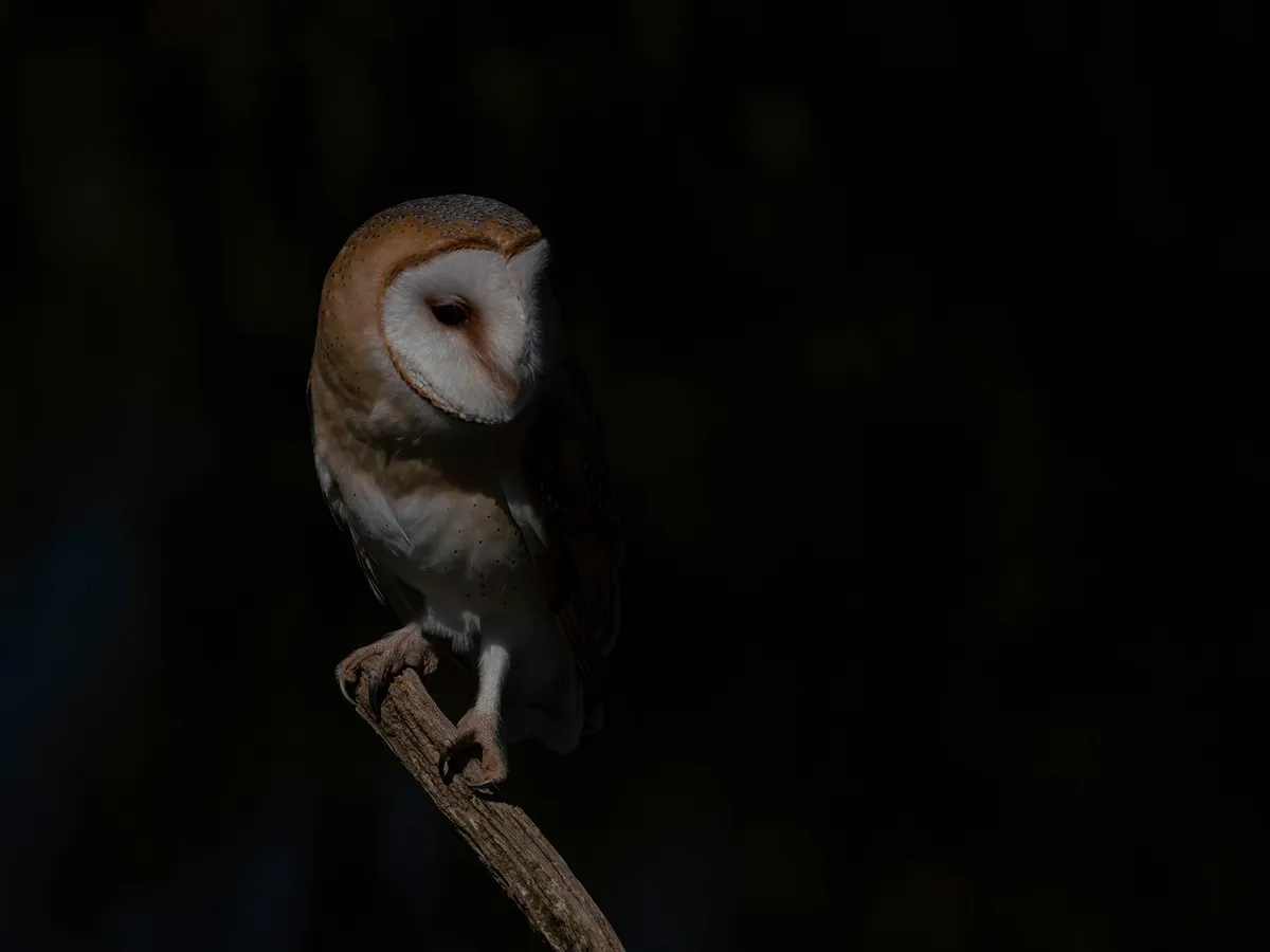Where Do Birds Go At Night? (Everything Explained) | Birdfact