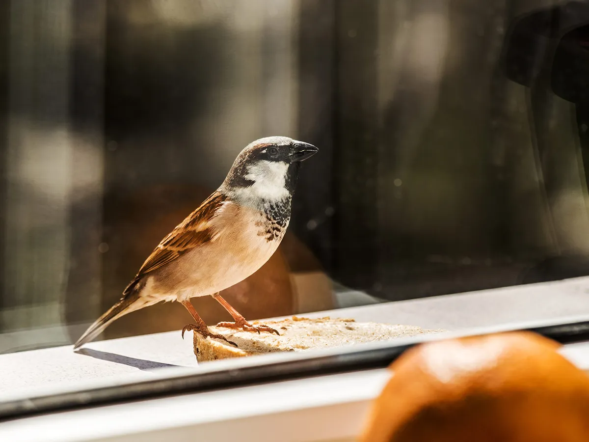 Can Birds See Glass? (All You Need To Know)