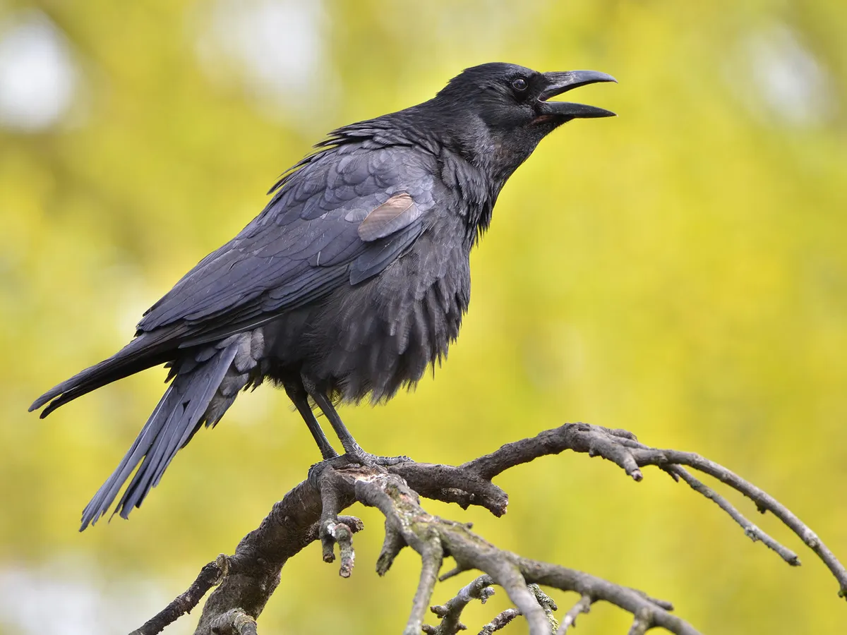 Can Crows Talk? (How Do They Communicate + FAQs)