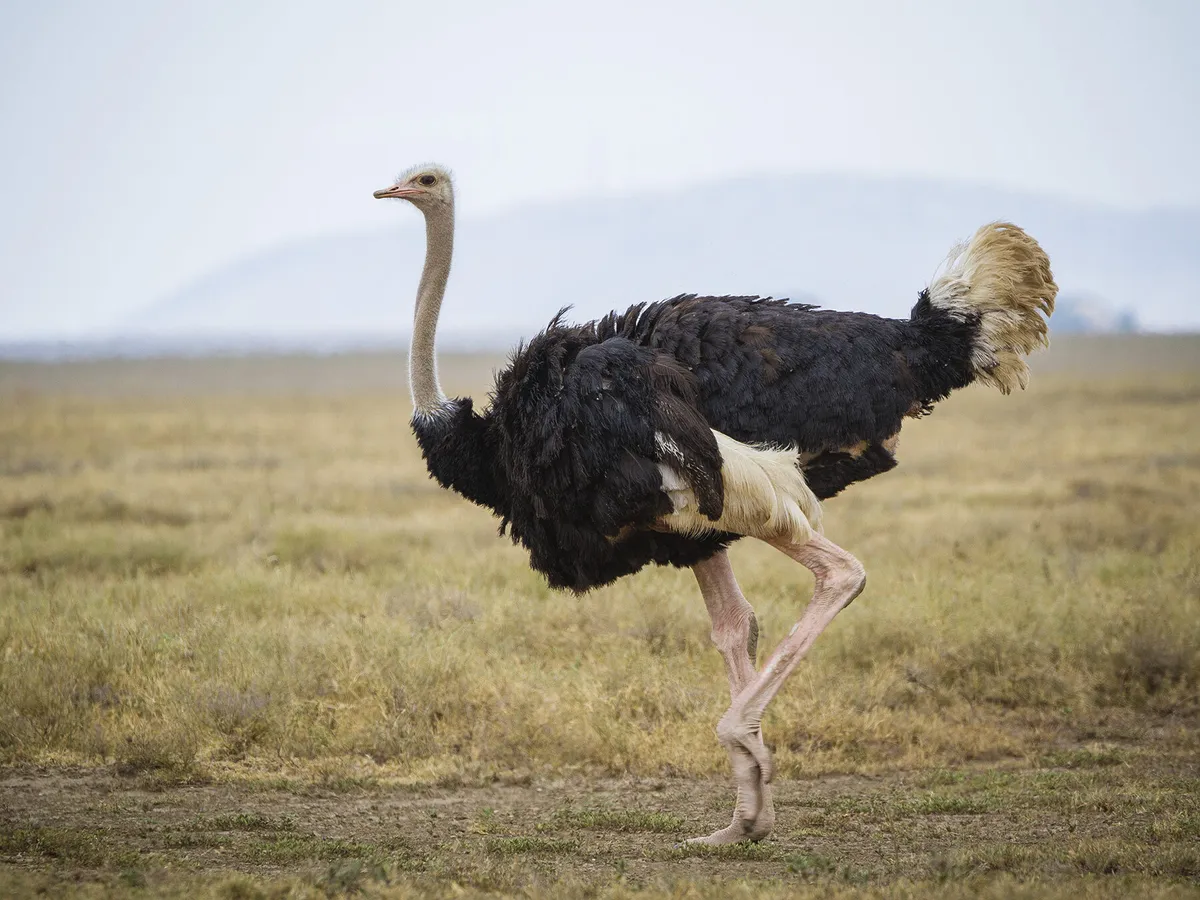 Can Ostriches Swim?