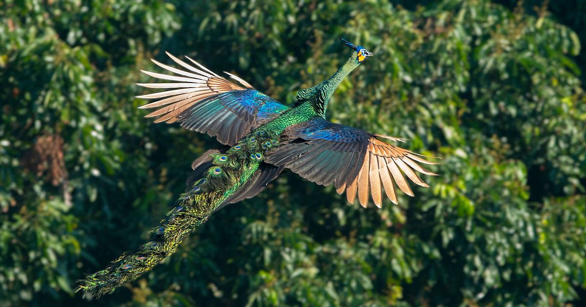 Can Peacocks Fly? (All You Need To Know) | Birdfact
