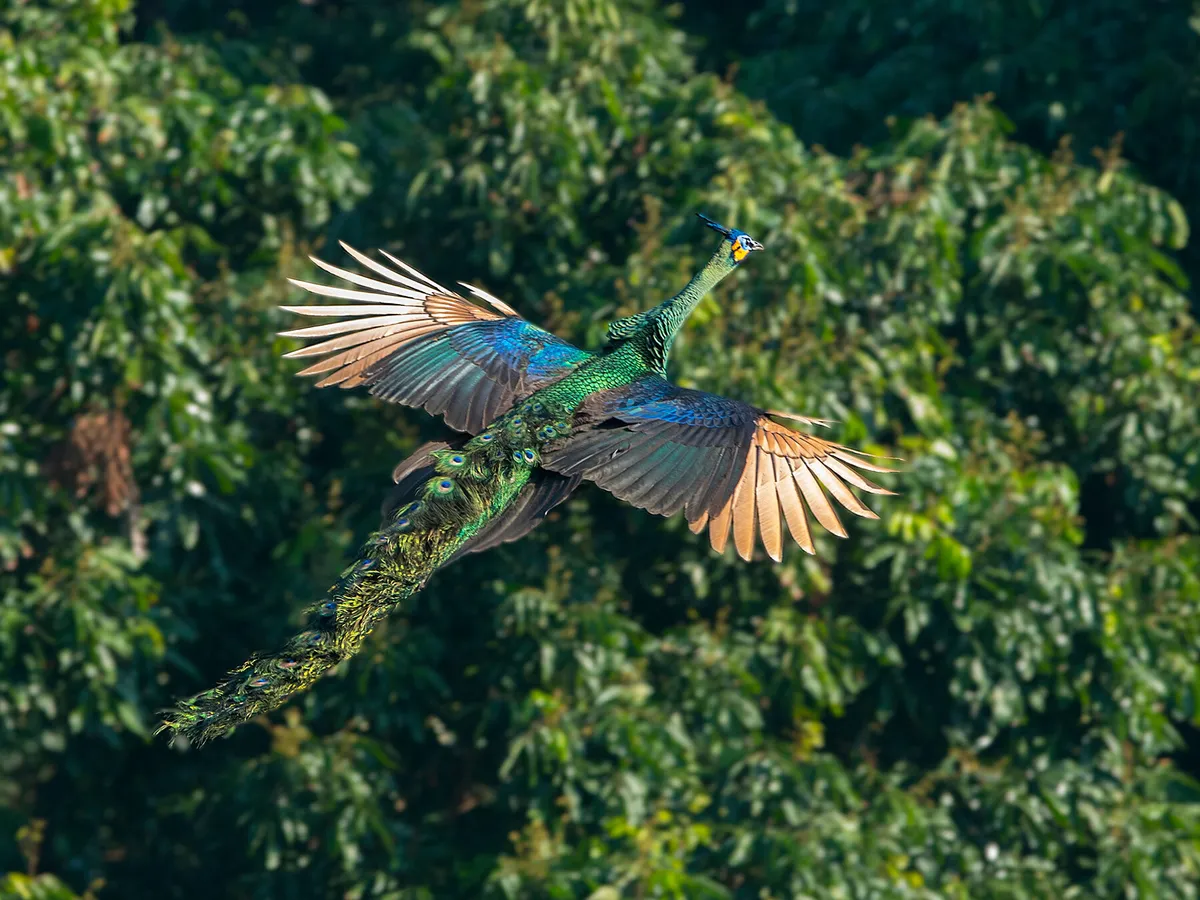 Can Peacocks Fly? (All You Need To Know) | Birdfact