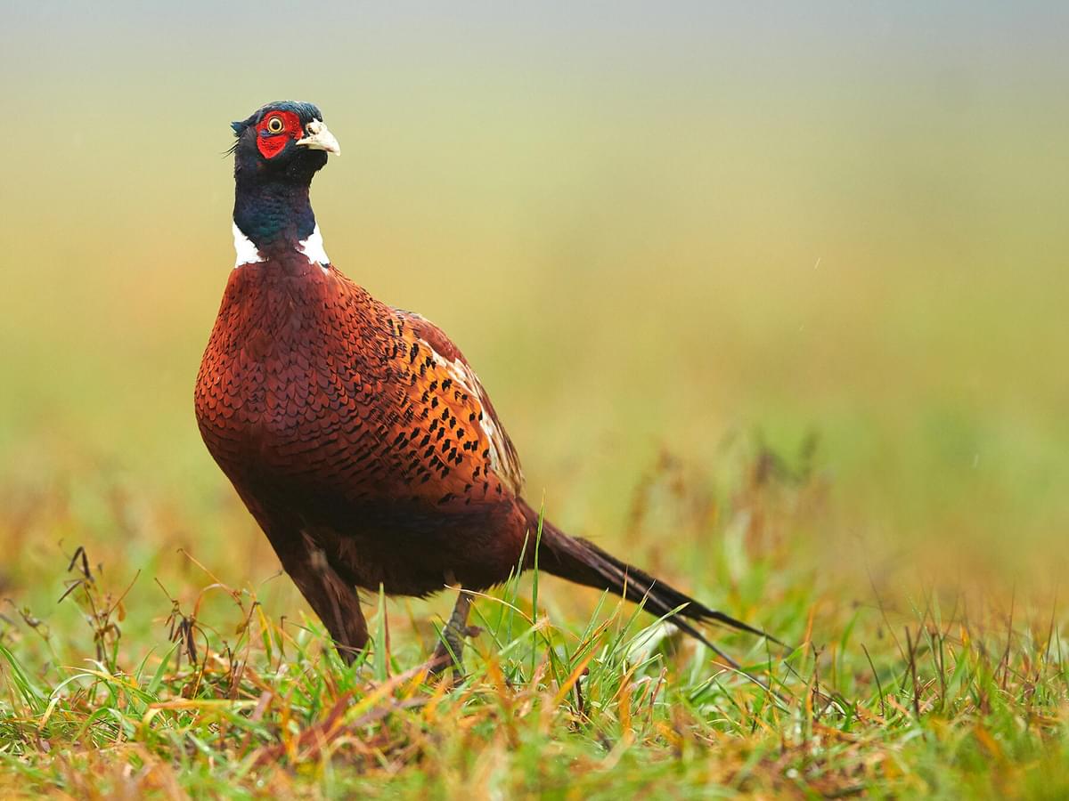 Can Pheasants Fly? Exploring Distance, Speed, Height