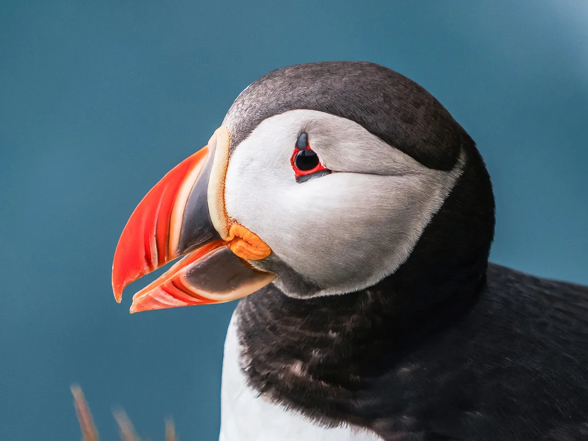 Can Puffins Fly? (Complete Guide)