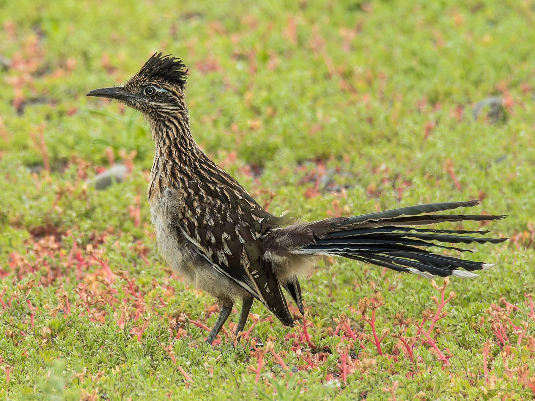 Can Roadrunners Fly?