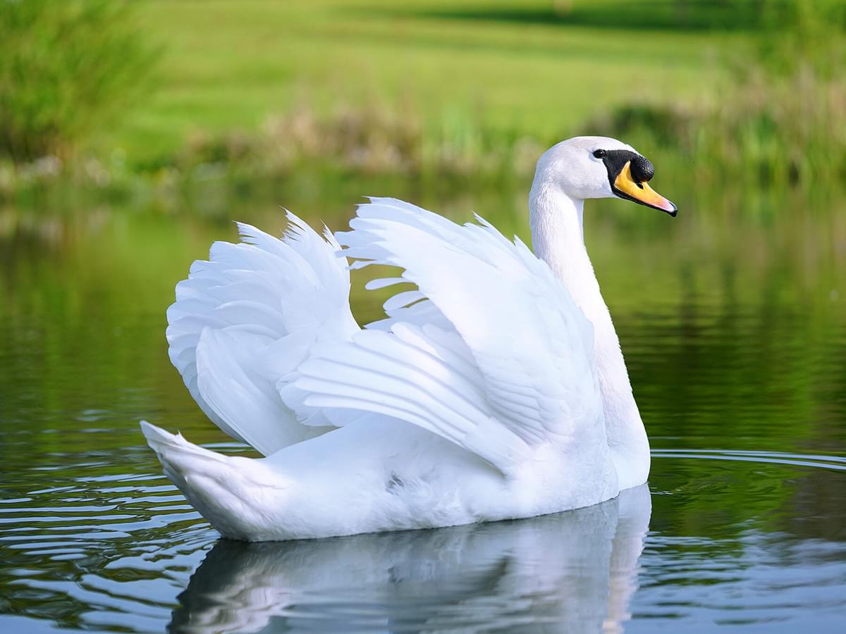 Can Swans Fly? Exploring Their Flight Abilities
