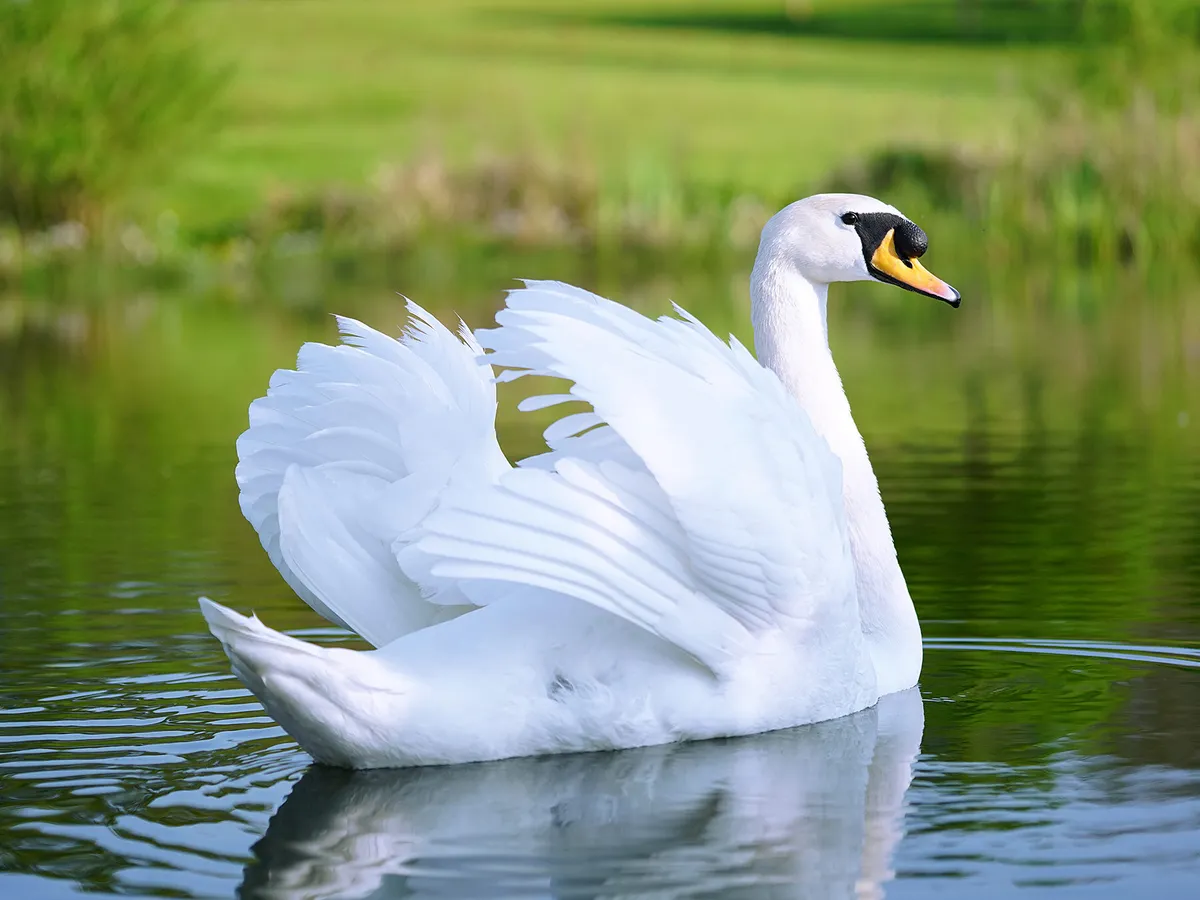 Can Swans Fly? (What You Need to Know)