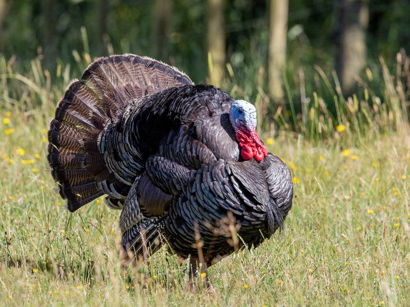 What is a Group of Turkeys Called? (Complete Guide) | Birdfact