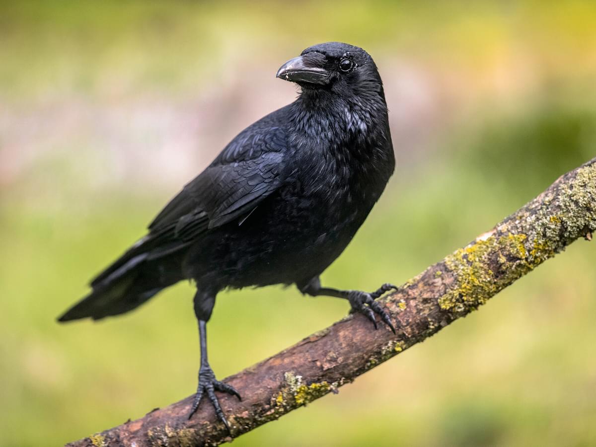 Can You Have A Crow As A Pet? (Costs, Legality + FAQs)