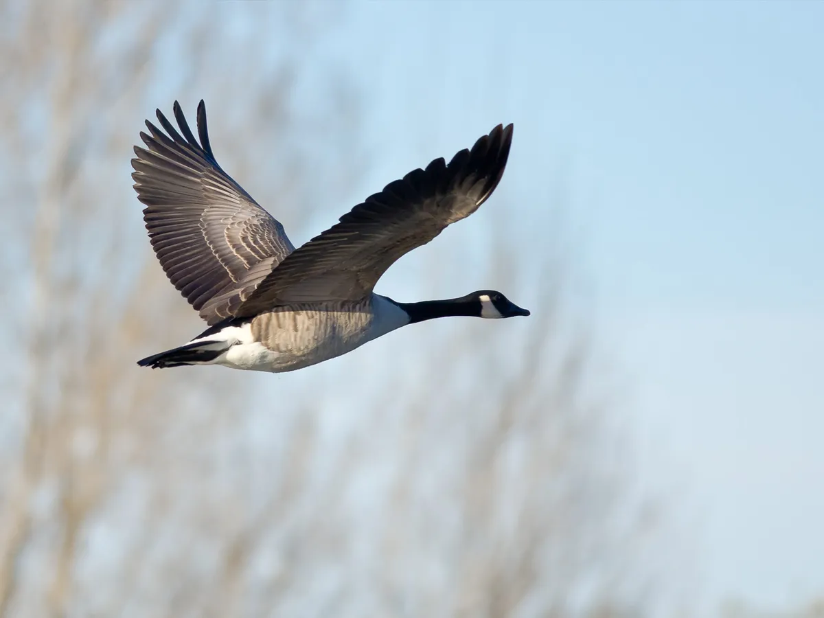 Canada Goose Migration: A Complete Guide