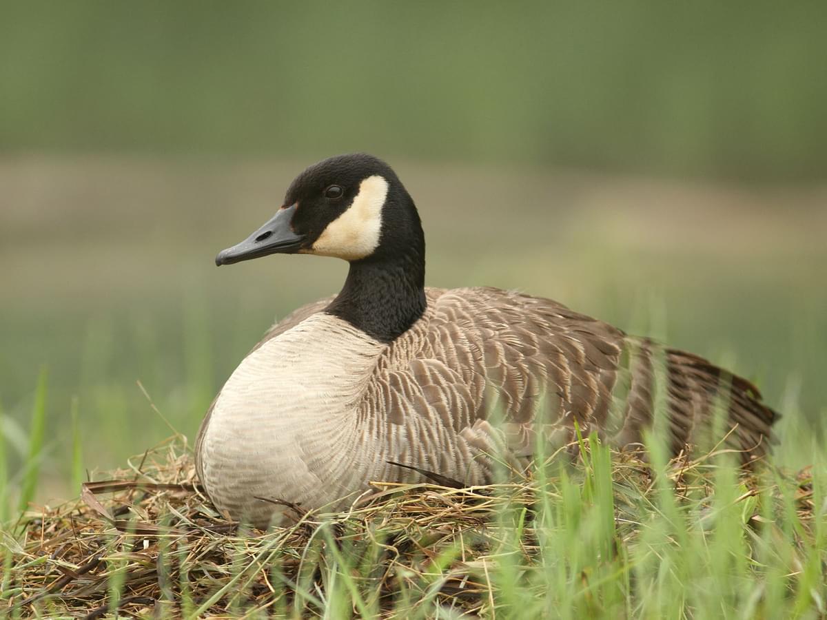 Canada Goose Nesting (Location, Eggs + Behavior)