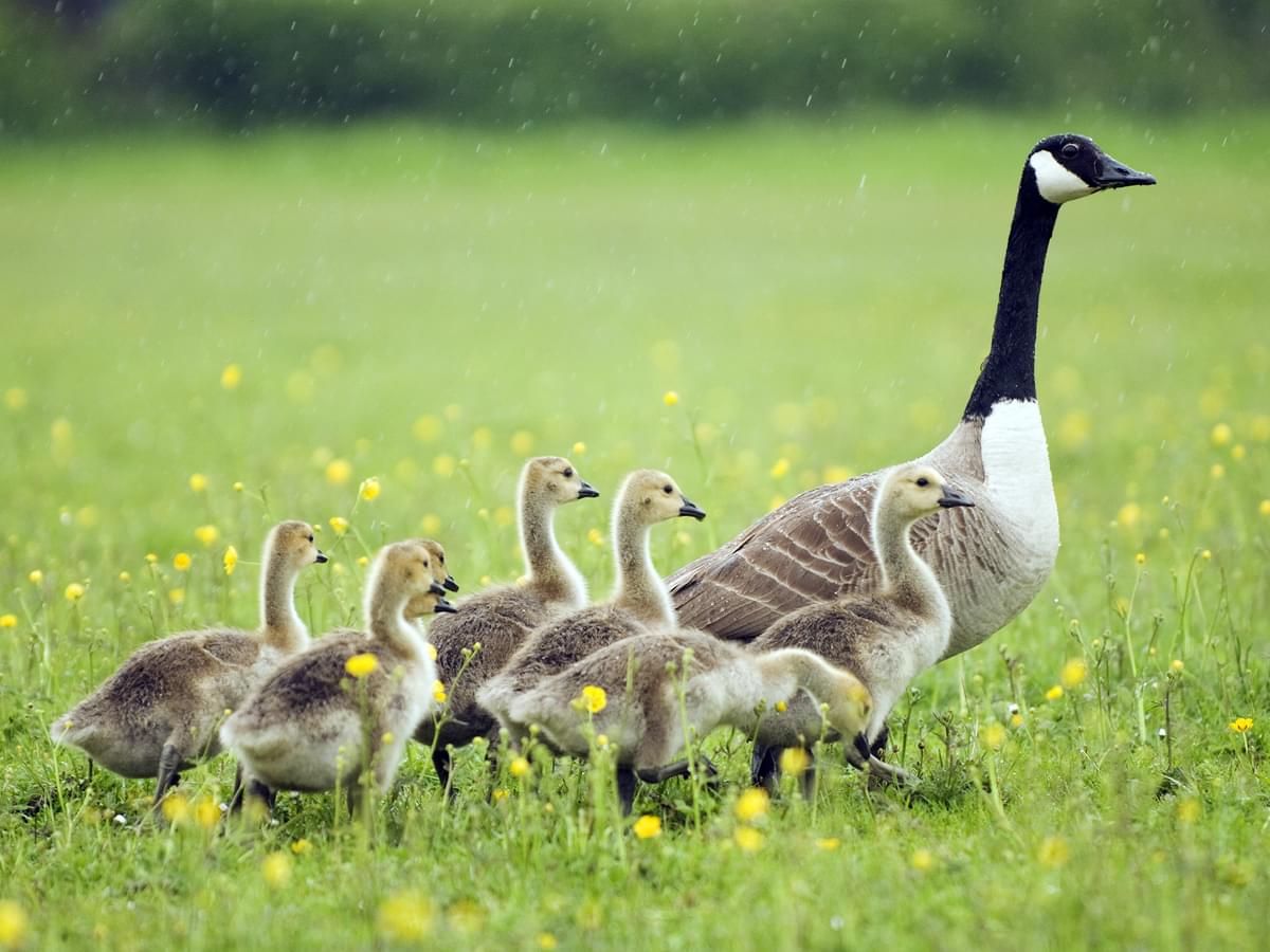 Canada Goose adult with goslings