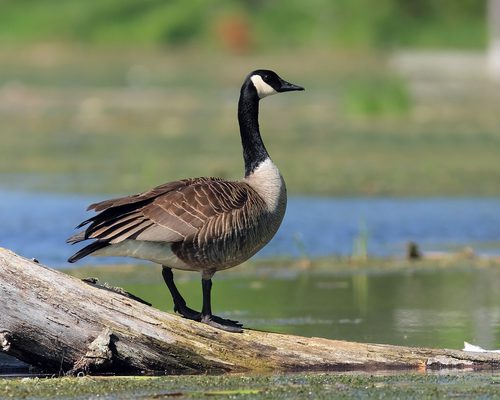 Canada Goose