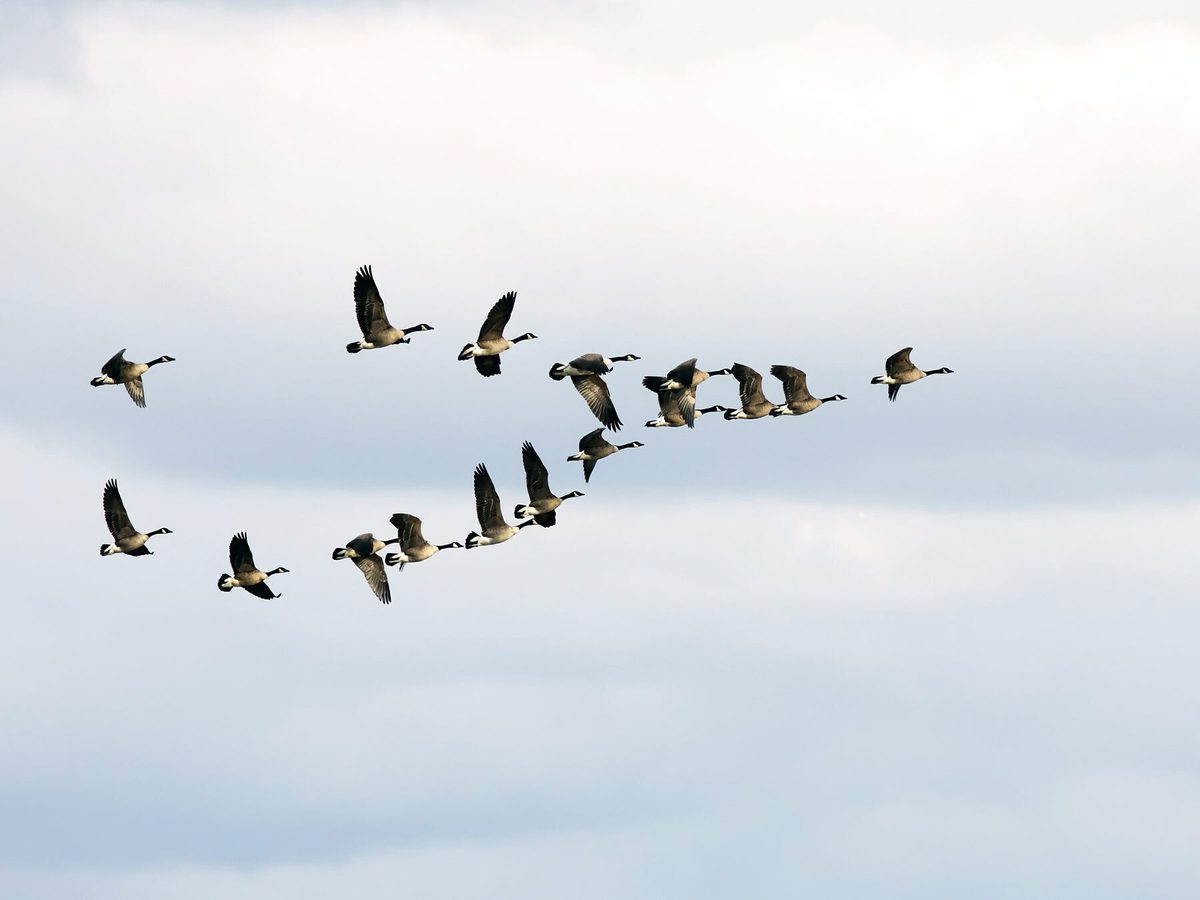 Canada Goose Migration: A Complete Guide | Birdfact