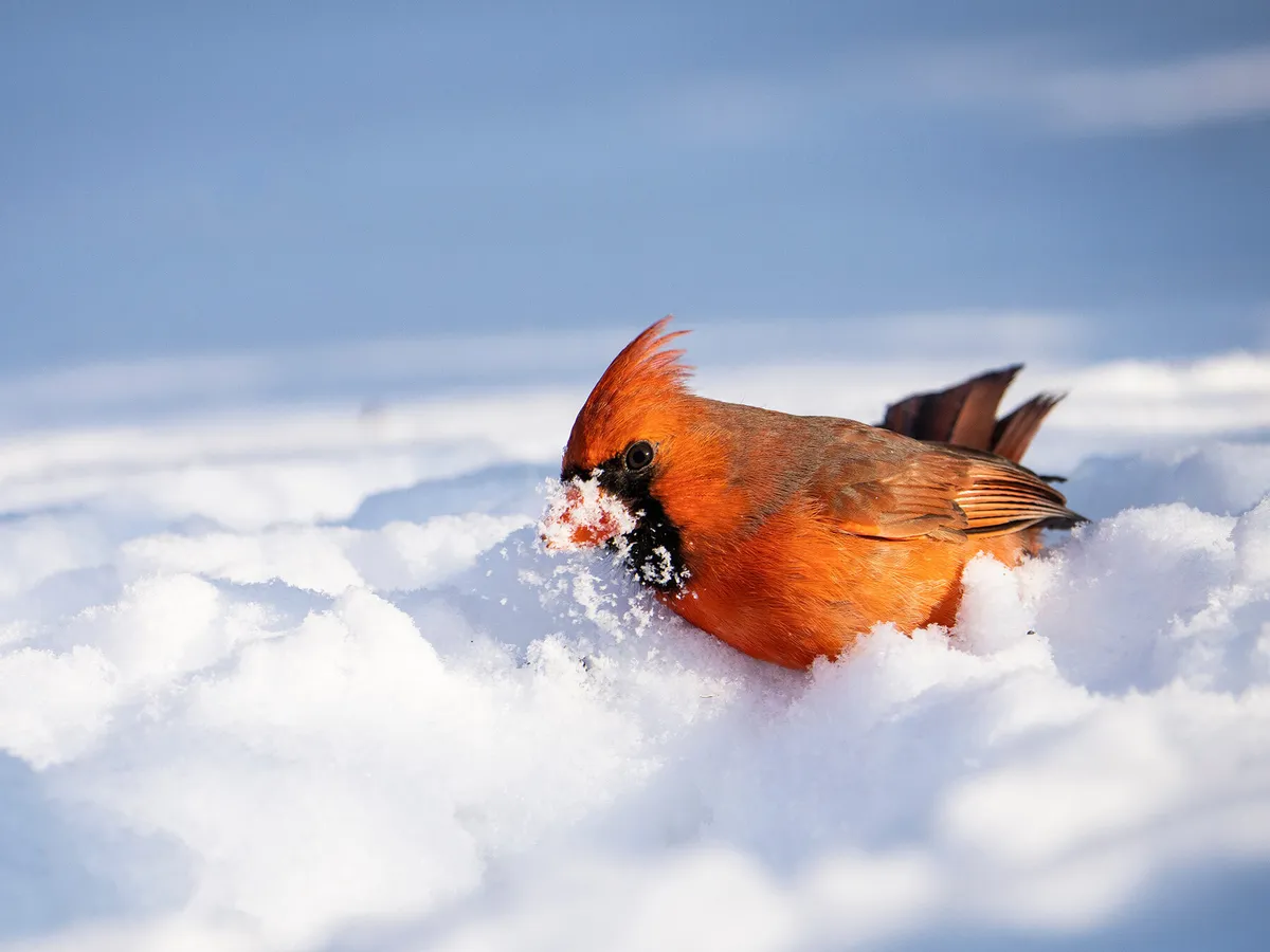 What Do Cardinals Eat? (Complete Guide) | Birdfact