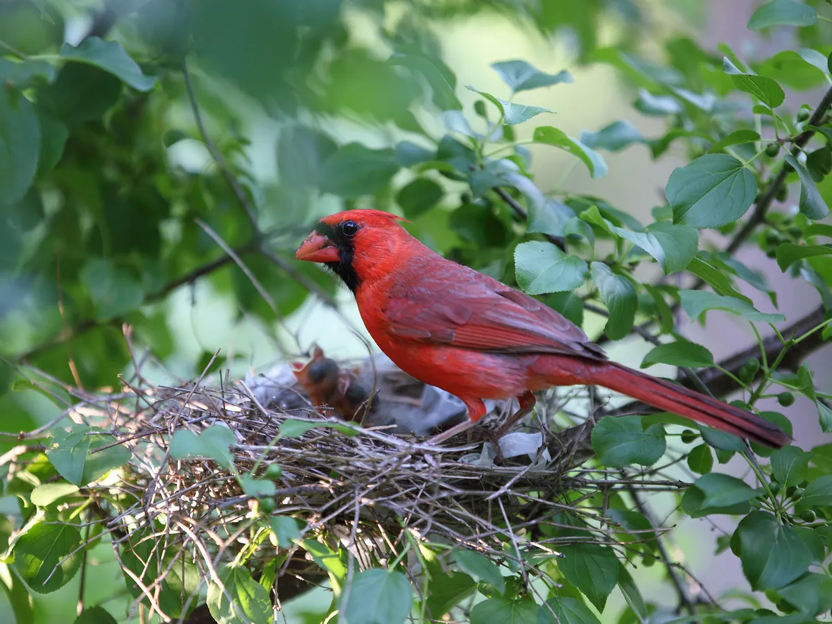 Cardinal Nesting (Behavior, Eggs, Location + FAQs)