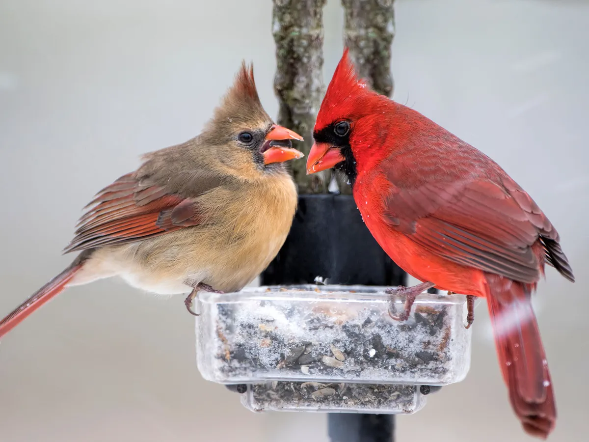 Do Cardinals Mate For Life? Birdfact