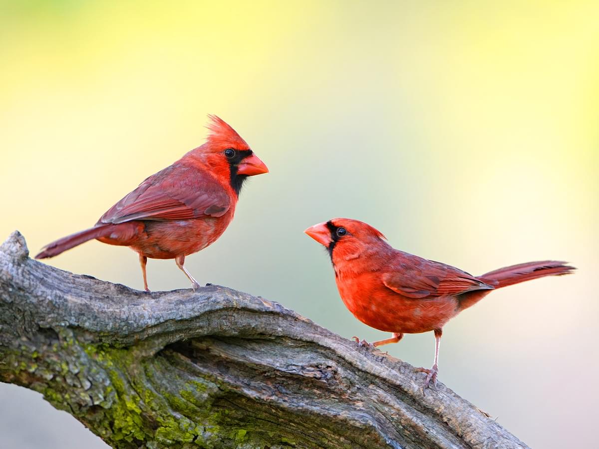 Northern Cardinals In Florida (All You Need To Know)