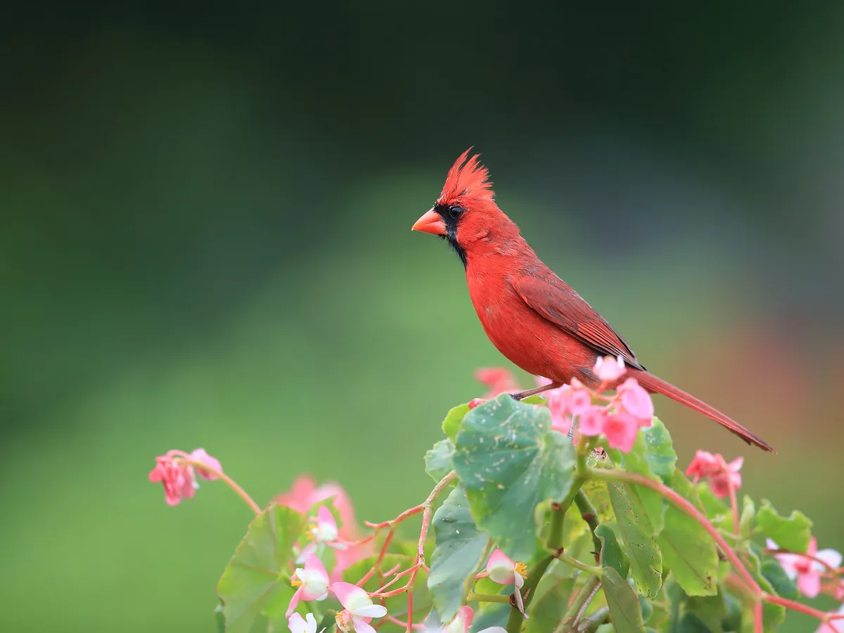 Cardinals in Hawaii (All You Need To Know)