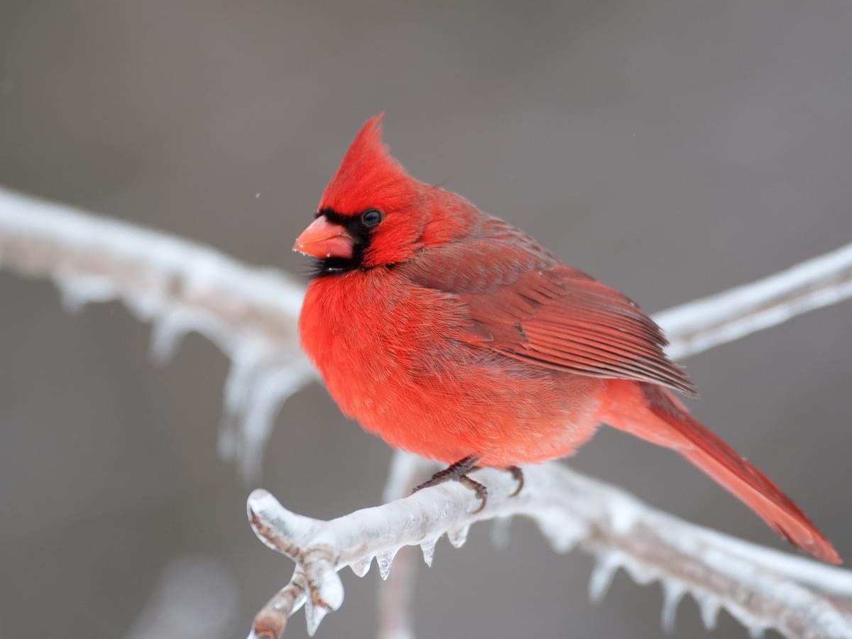 Northern Cardinals in Winter (Location, Behavior, Survival + FAQs)
