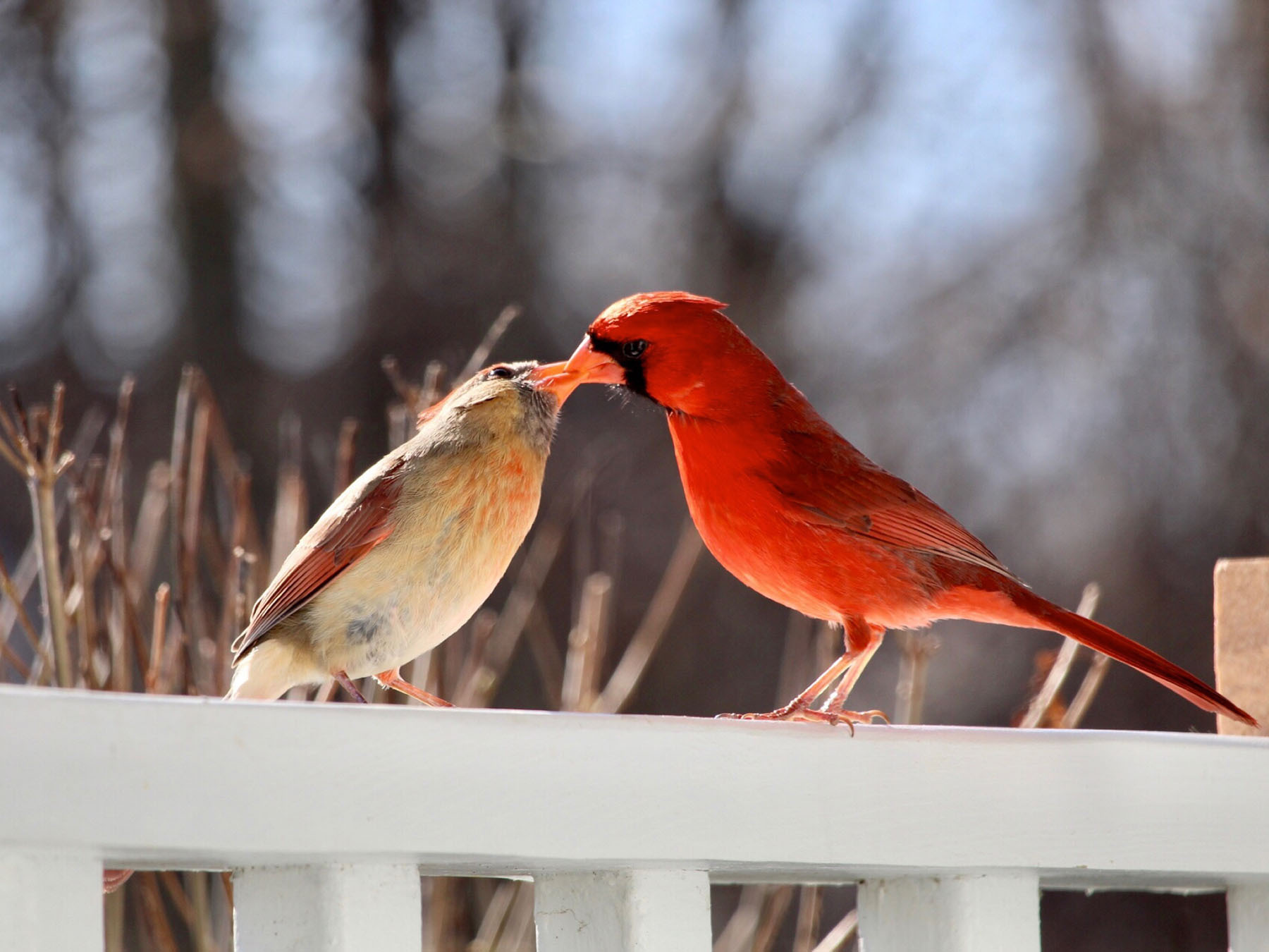 Do Cardinals Mate For Life? | Birdfact