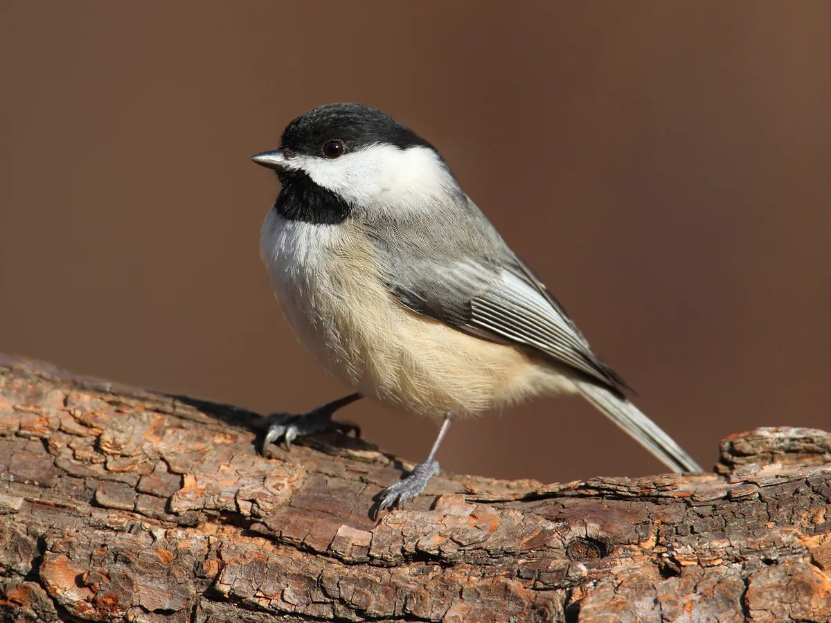 Carolina Chickadee vs Black-capped Chickadee: What Are The Differences?