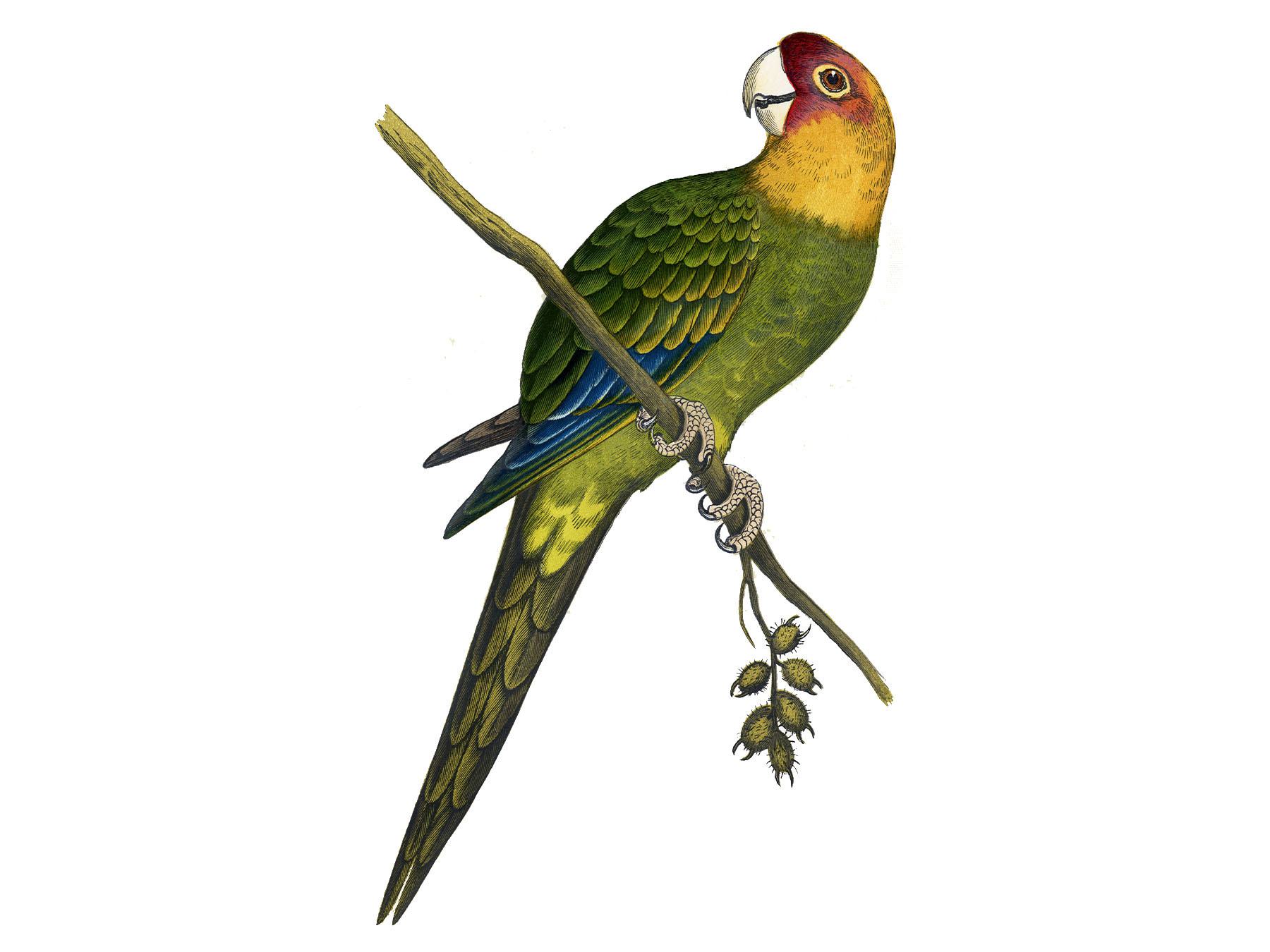 Carolina Parakeet