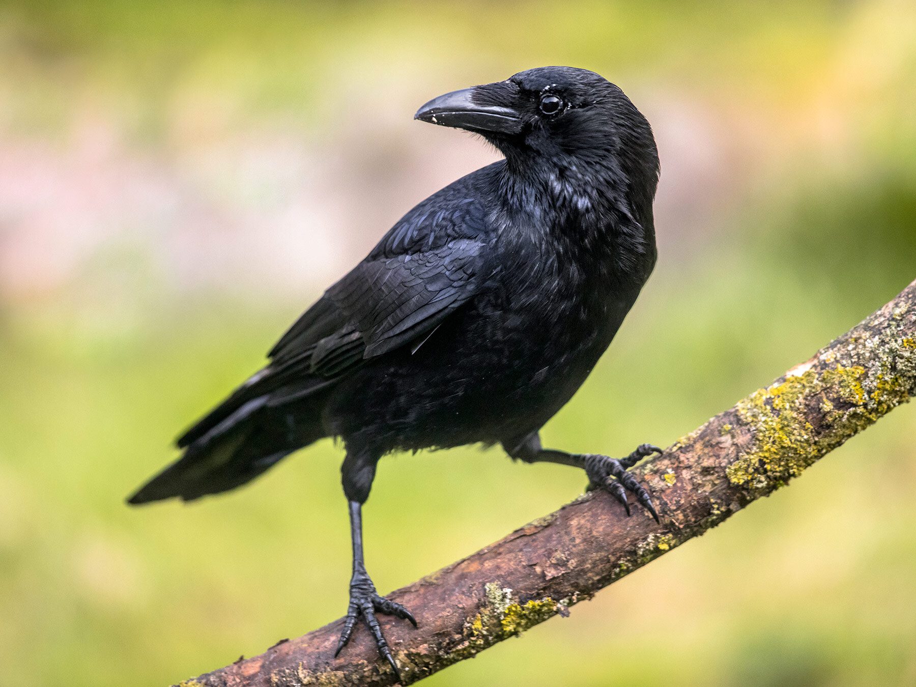 Carrion Crow