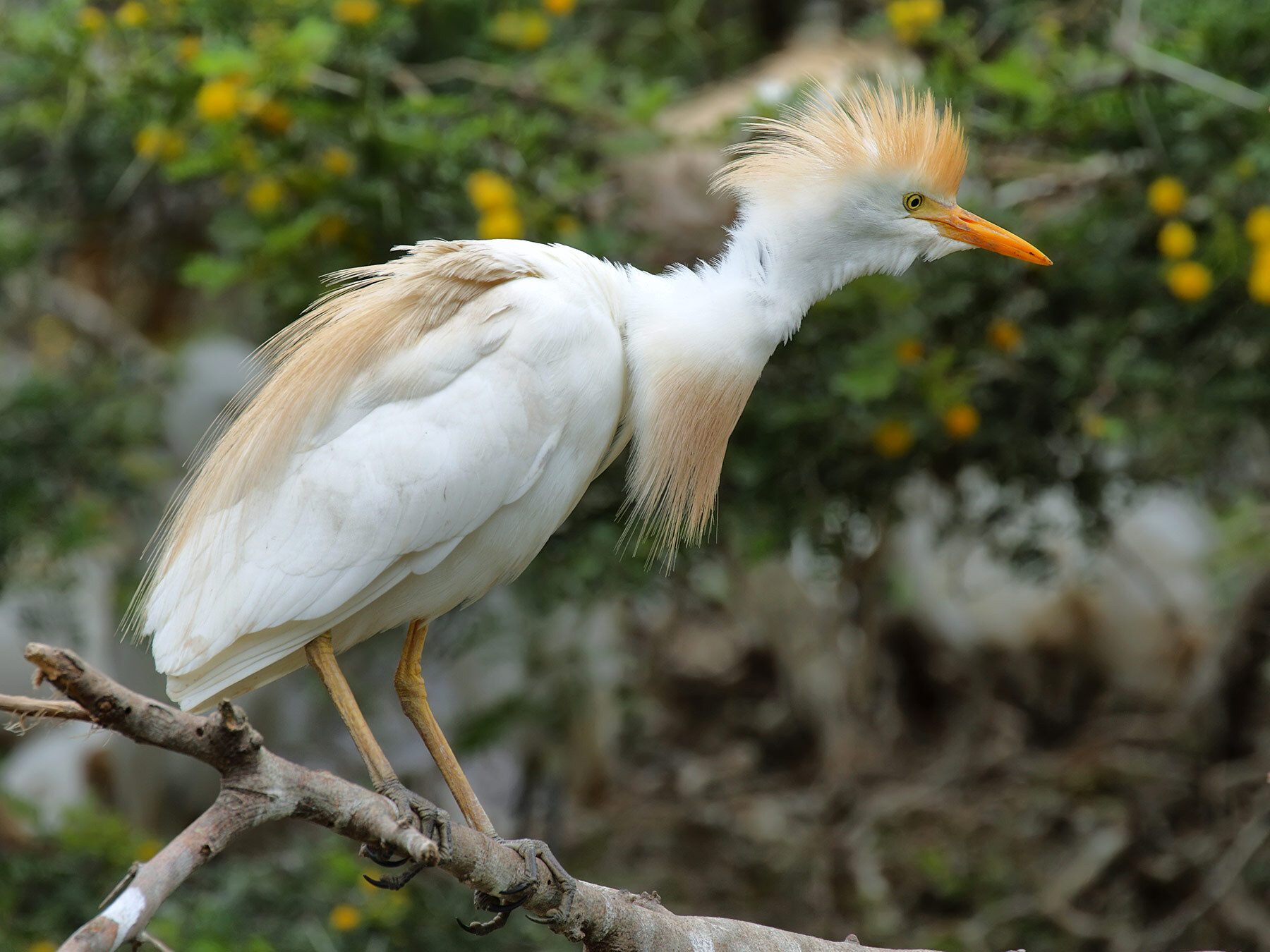 Cattle Egret