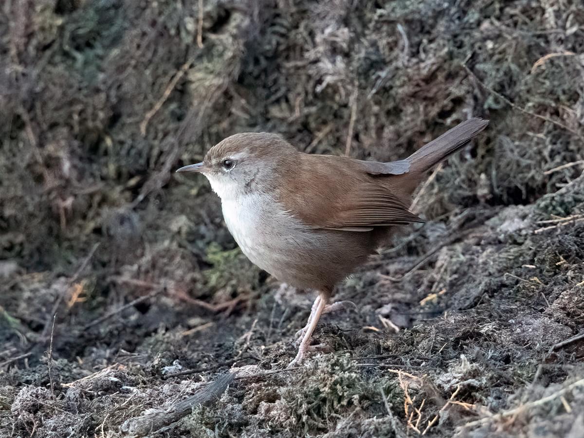 Cetti's Warbler foraging on the ground