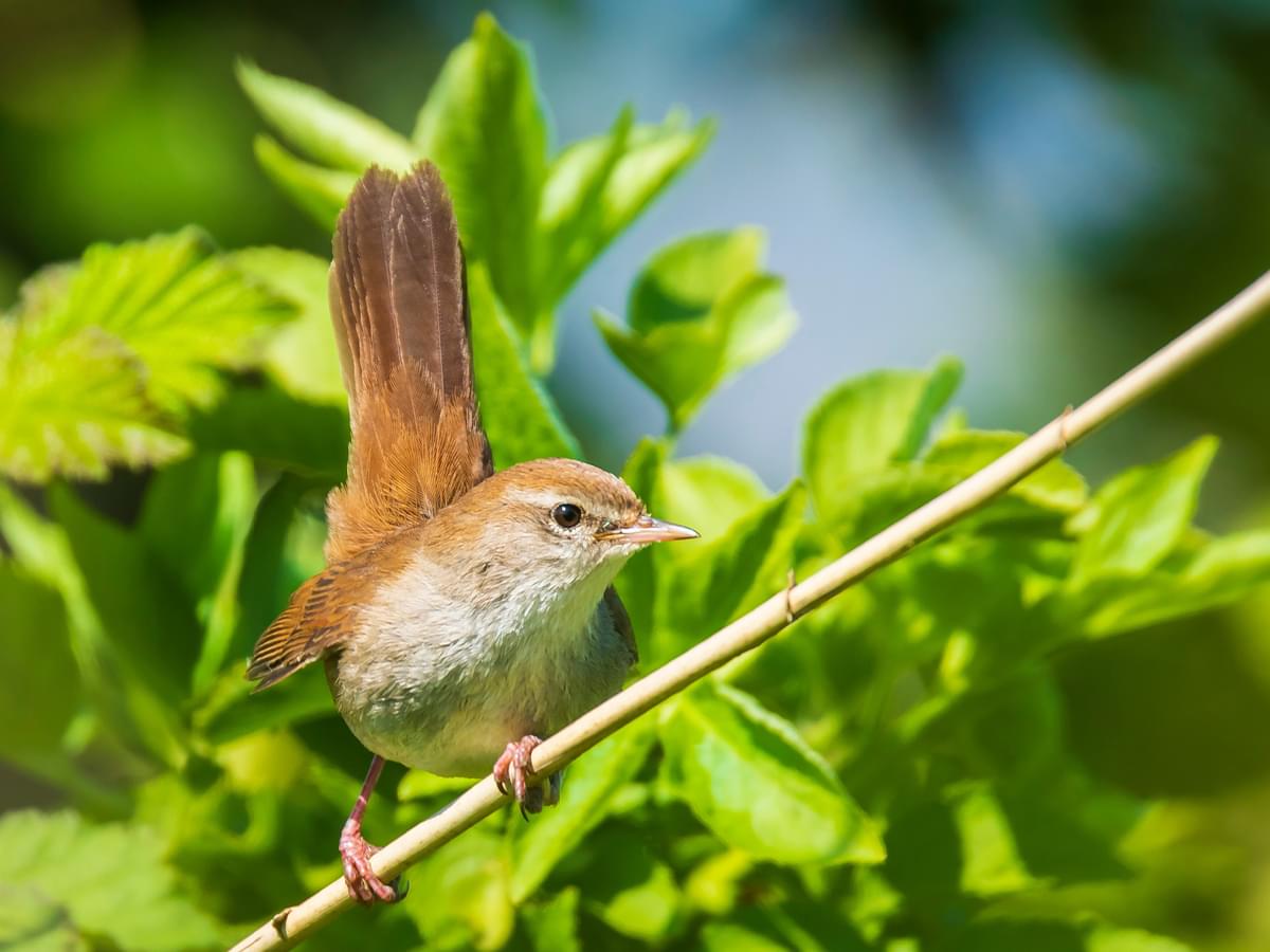 Cetti's Warbler perching on a shrub