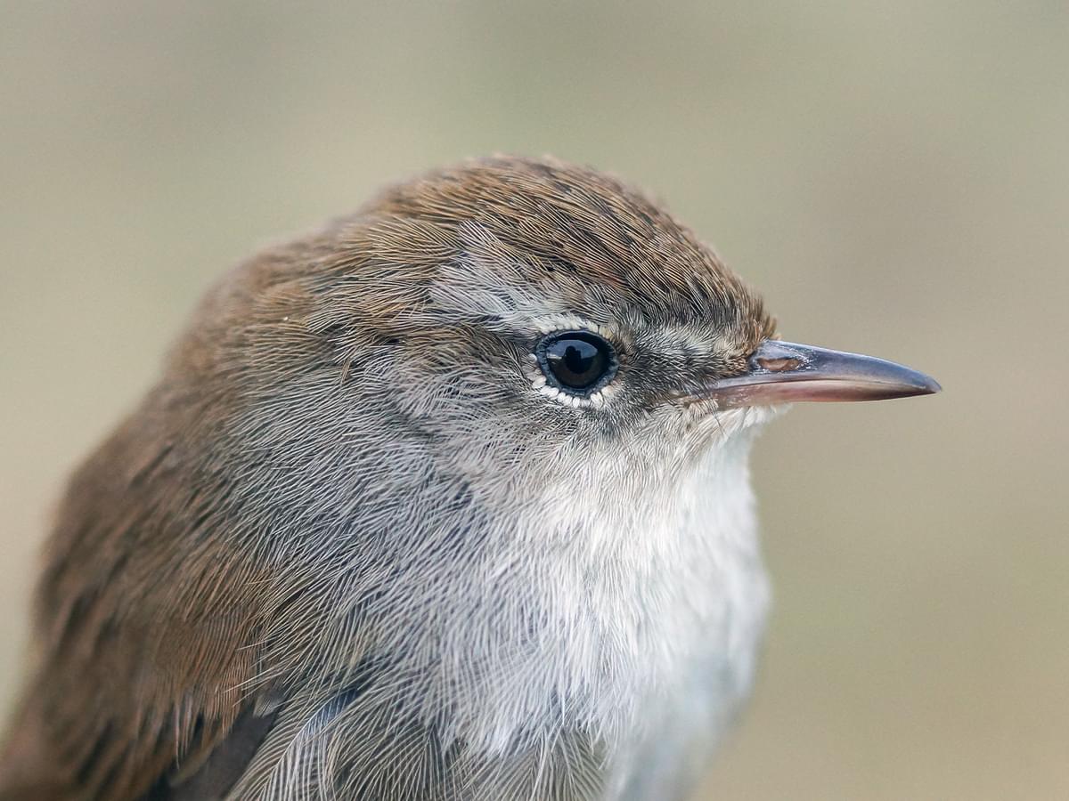 Portrait of a Cetti's Warbler