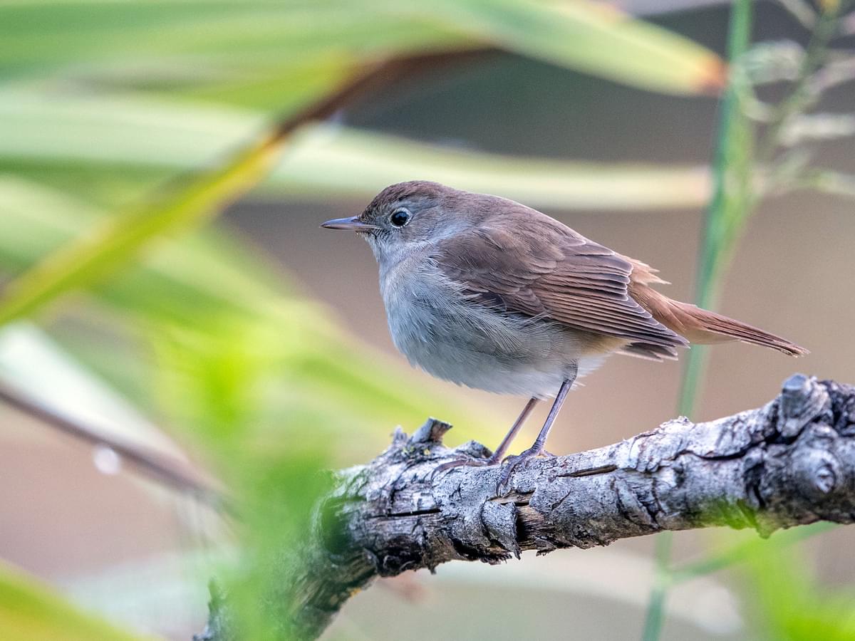Cetti's Warbler resting on a branch