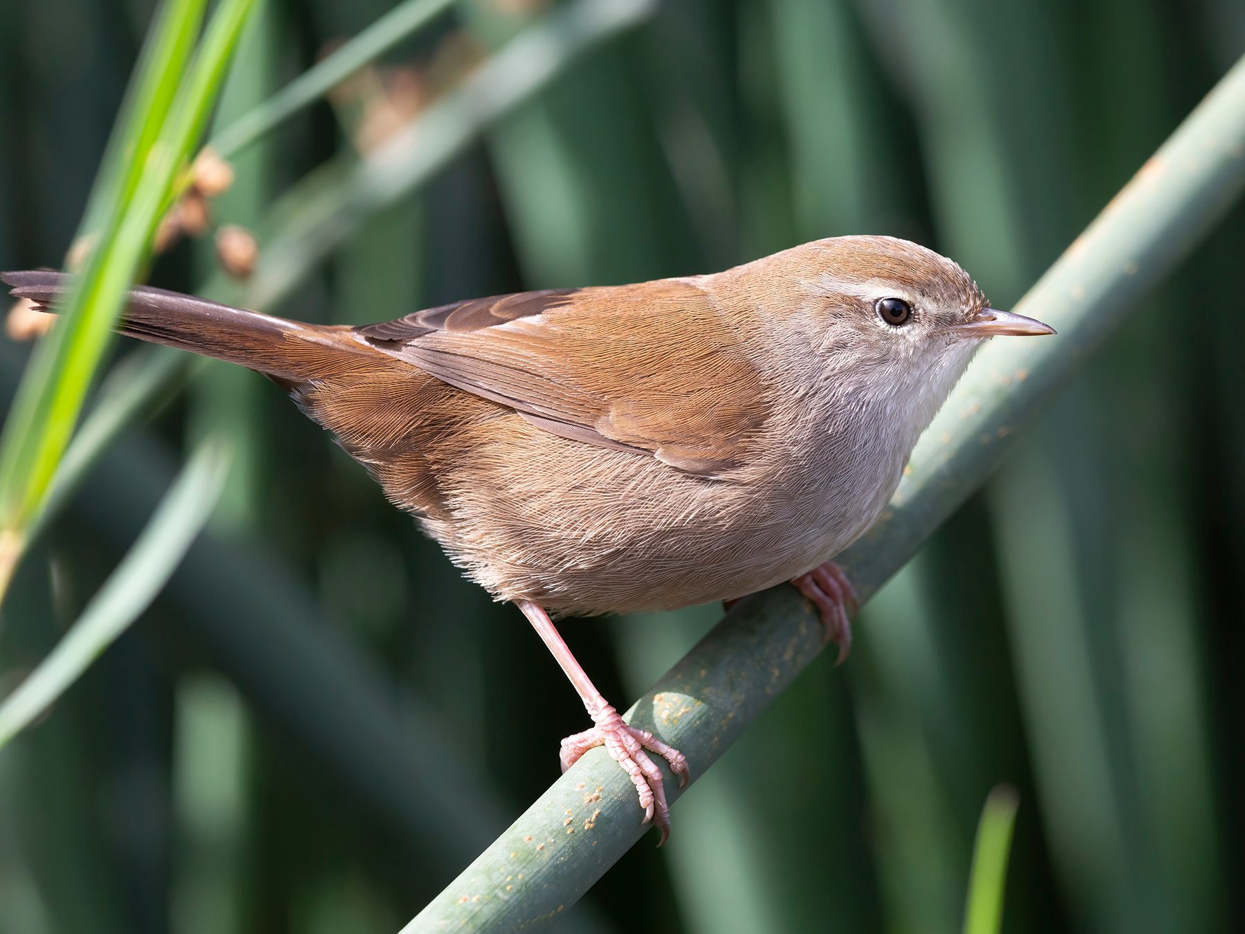 Cetti's Warbler