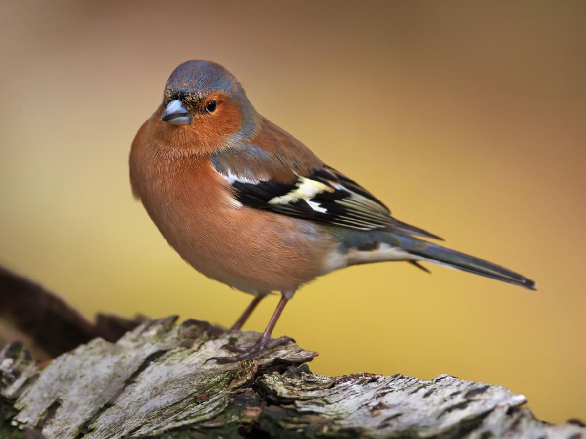 Close up of a Chaffinch (male)