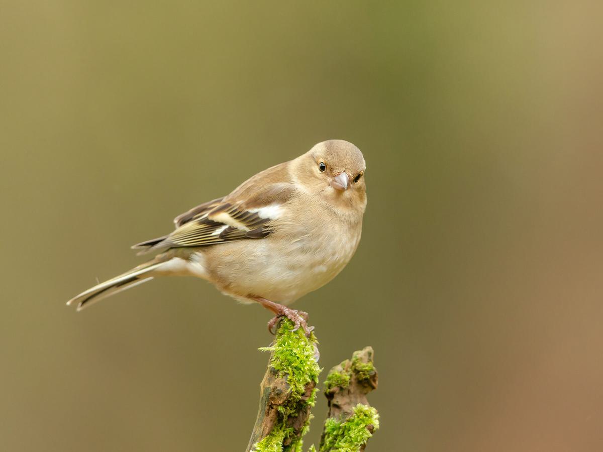 A female chaffinch (Fringilla coelebs), perched on a stump