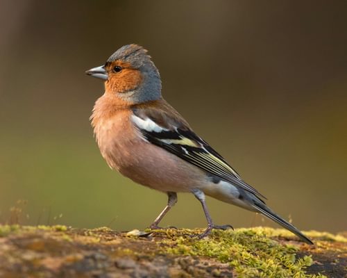 Chaffinch