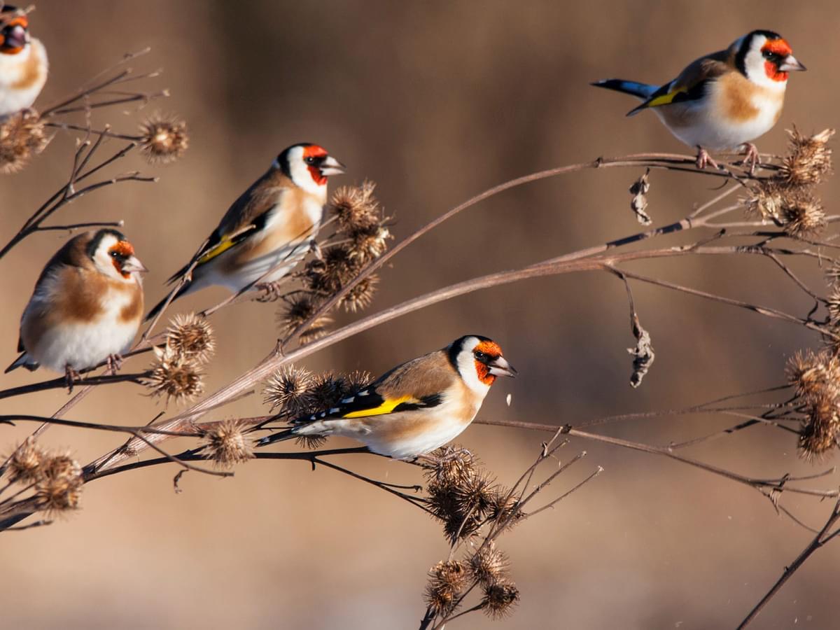 A small 'charm' of Goldfinches