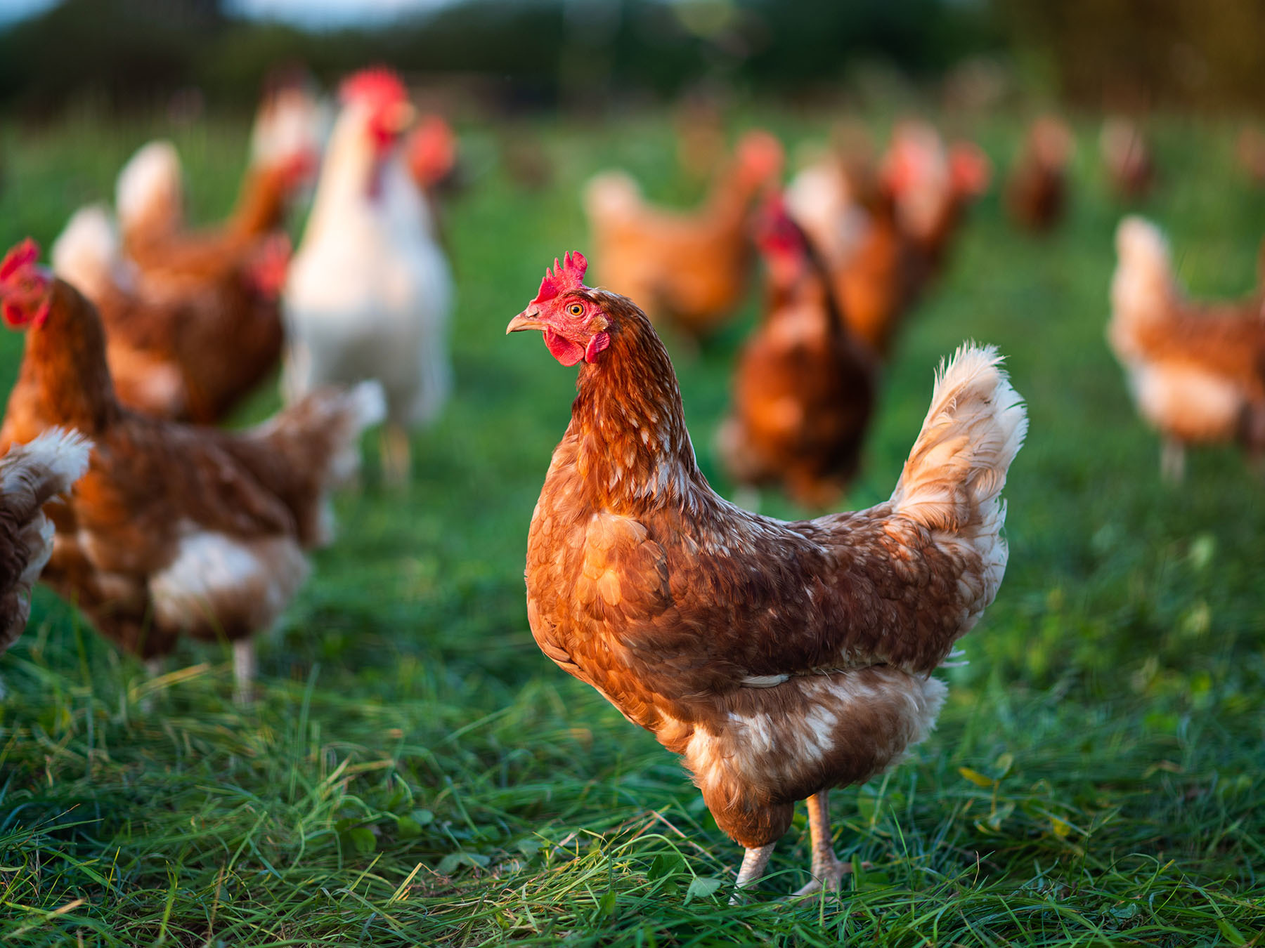 Can Chickens Swim? (All You Need To Know) Birdfact