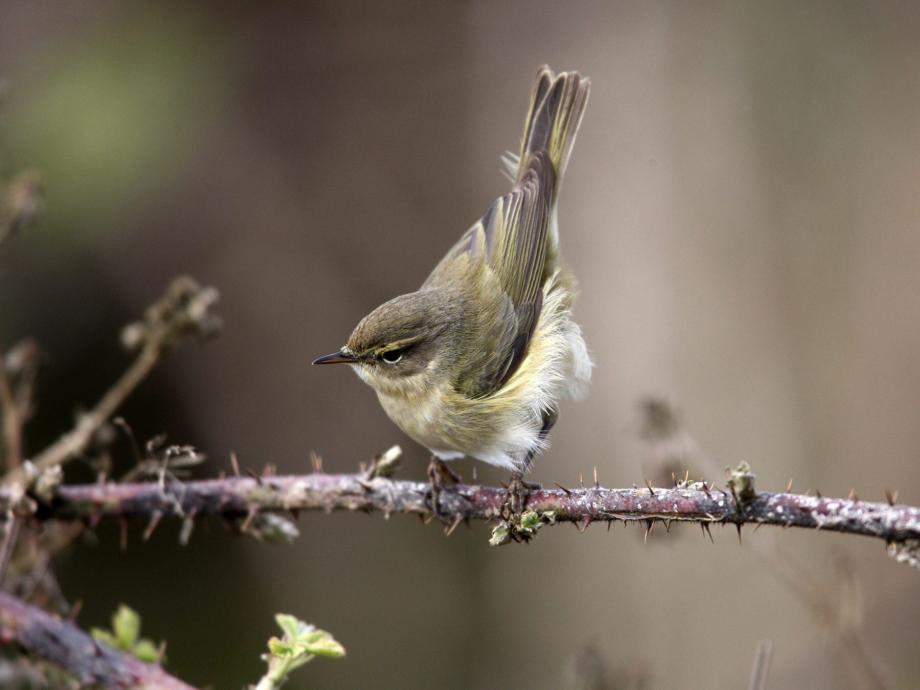 Chiffchaff