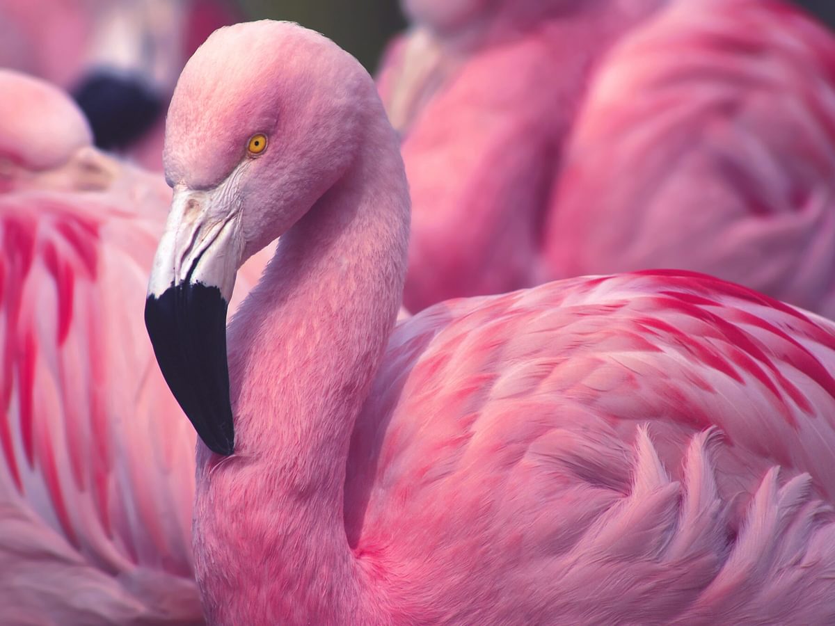 What Do Flamingos Eat? (Complete Guide) | Birdfact