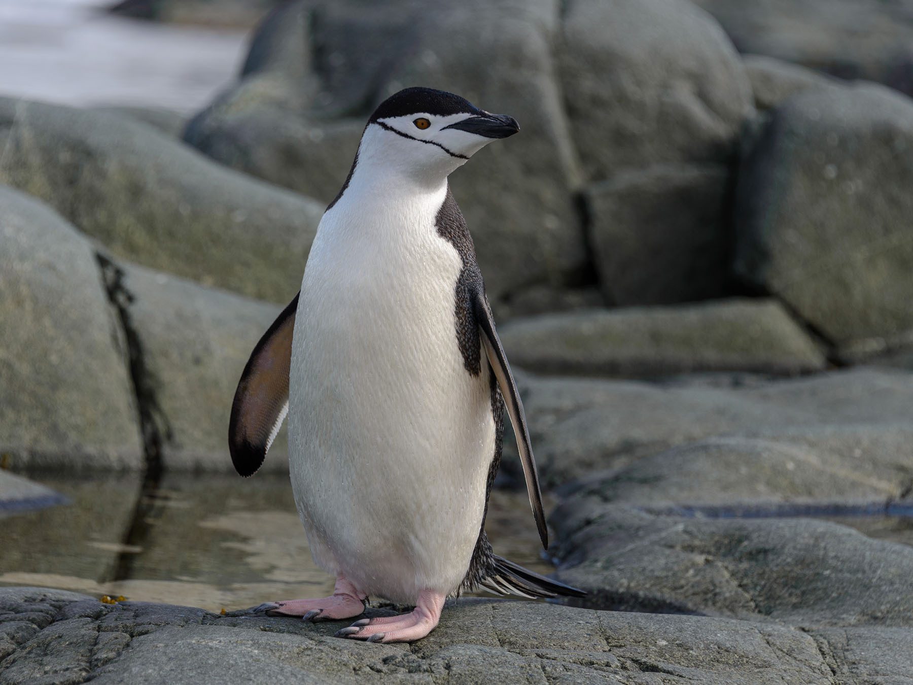 Chinstrap Penguin