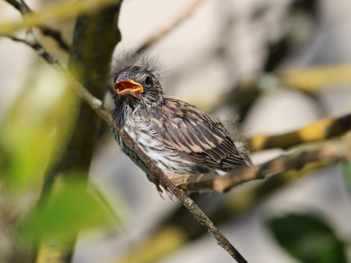 Chipping Sparrow Nesting (Behavior, Eggs + Location)