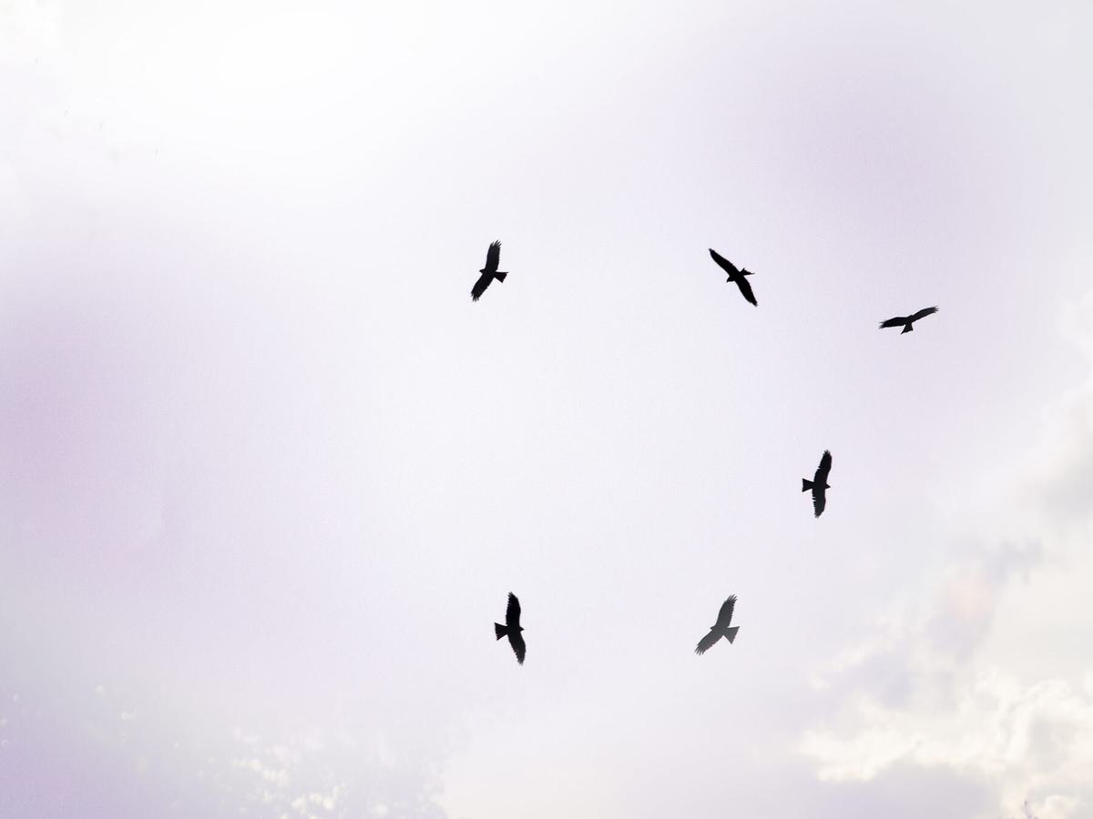 Birds of prey flying in a circle