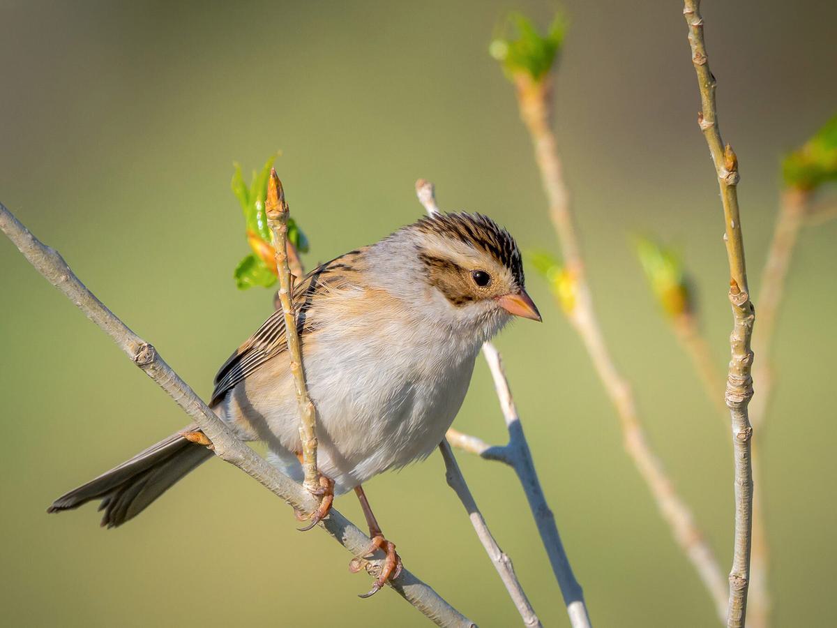 Clay-colored Sparrows (Spizella pallida) can sometimes migrate thousands of miles